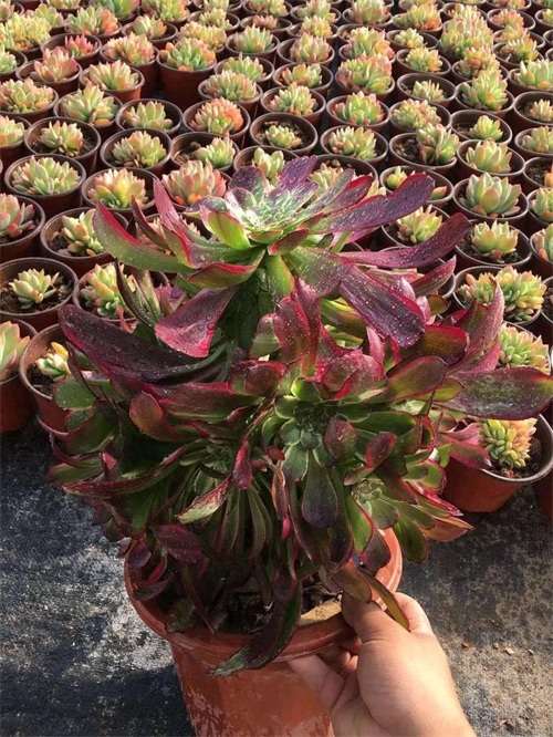 多肉植物法师系列的新品种，颜值逆天身价高！不认识你就out了