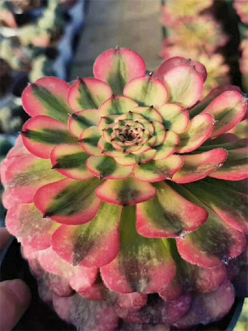 多肉植物法师系列的新品种，颜值逆天身价高！不认识你就out了
