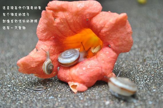 蜗小牛的爱情故事